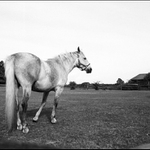 O koňské prdeli...