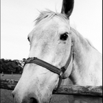 O koňské hlavě...