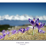 Fialová jar II
