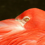 Phoenicopterus ruber