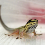 Lygodactylus kimhowelli