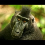 makak černý bezocasý