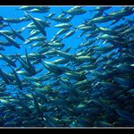 umačkán v davu ...