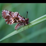 Pestroň vlkovcový ( Zerynthia polyxena)