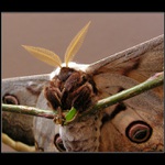 Sedim na konári a je mi ...