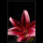 Taková normální červená nějaká kytka mé tchýně :-)