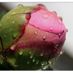 poupě pivoňky po dešti