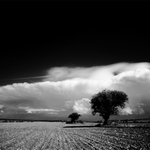 dosť bolo osamelých stromov