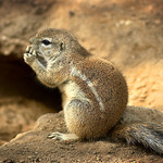 muj orisek .... mnam :-D