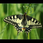 Otakárek fenyklový