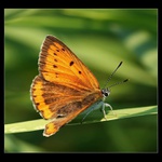 Ohniváček černočarý