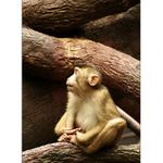 ...monkey planet II...