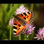 ... Butterfly II. ...