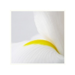 ...iris...