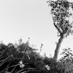 ikebana