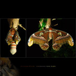 Attacus atlas - líhnutí největšího motýla světa