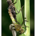 nedokončená proměna