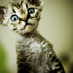 Bacardi Chillichilli*CZ