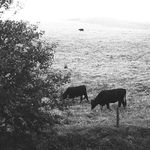 třeti kráva vzadu uzavírá řadu