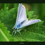 ...hráli sme kličkovanou,vždť to znáš....