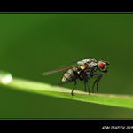 ...moucha a kapka...