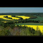 *** Řepkové Plzeňsko***