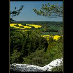 ***Řepkové Plzeňsko II.***