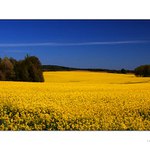 ...yellow field...