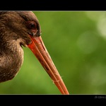 ...dreaming bird...