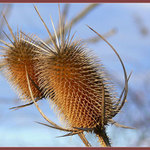 Veličenstvo bodliak