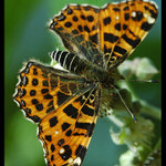 Babočka síťkovaná