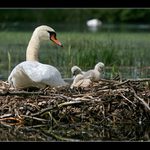 Zase mě tu nechal samotnou