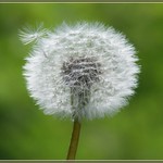 připravit... pozor.... odlééééét !