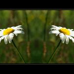 Rozlobené kamarádky