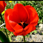 Red flower