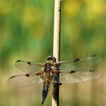 Ze života vážky II.