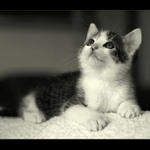 CAT PORTRAIT I