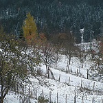 zahrada v zime