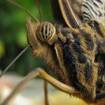 Jsem Šťáwotsuts - vokatý sosavec...