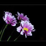 prý nějaký hřbitovní :-)