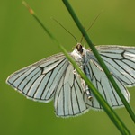 cvičení na bradlech