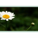 Taky se dockas (Kopretiny III)