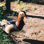 To je ale divná kachna