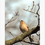  - chytání bronzu -