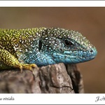Lacerta viridis