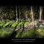 * ONE STEP TO THE DEEP FOREST *