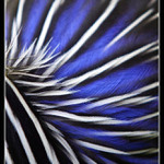 ..a ještě jednou zoo