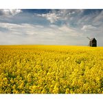 *** Starý větrný mlýn II. ***