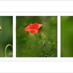 ***  Příběh jednoho máku ***