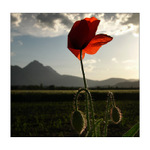 Jen tak - vlčí mák